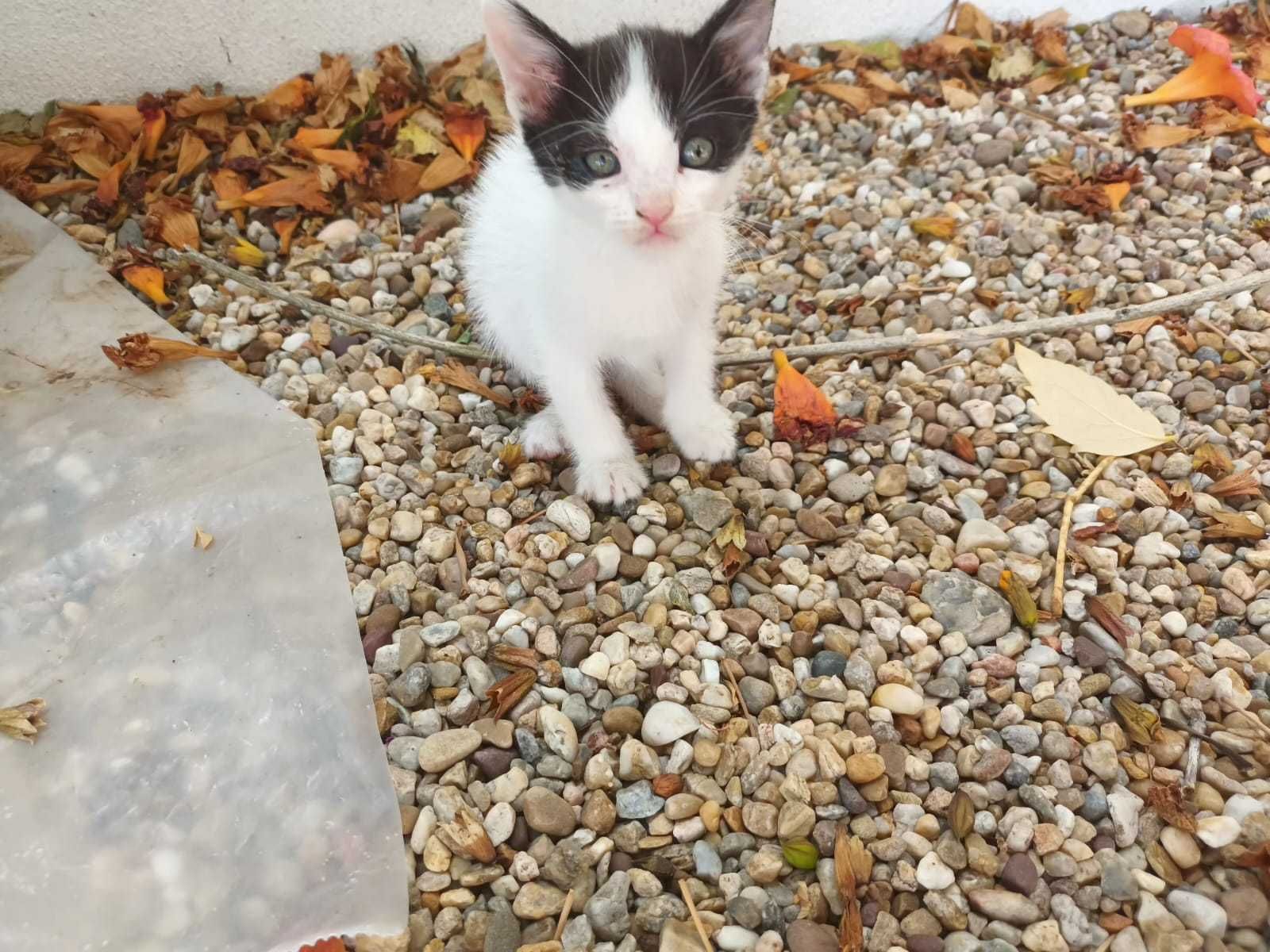 Gatinhos para adotar