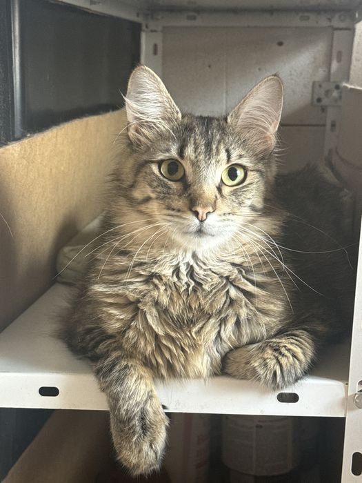 Котик в добрі руки