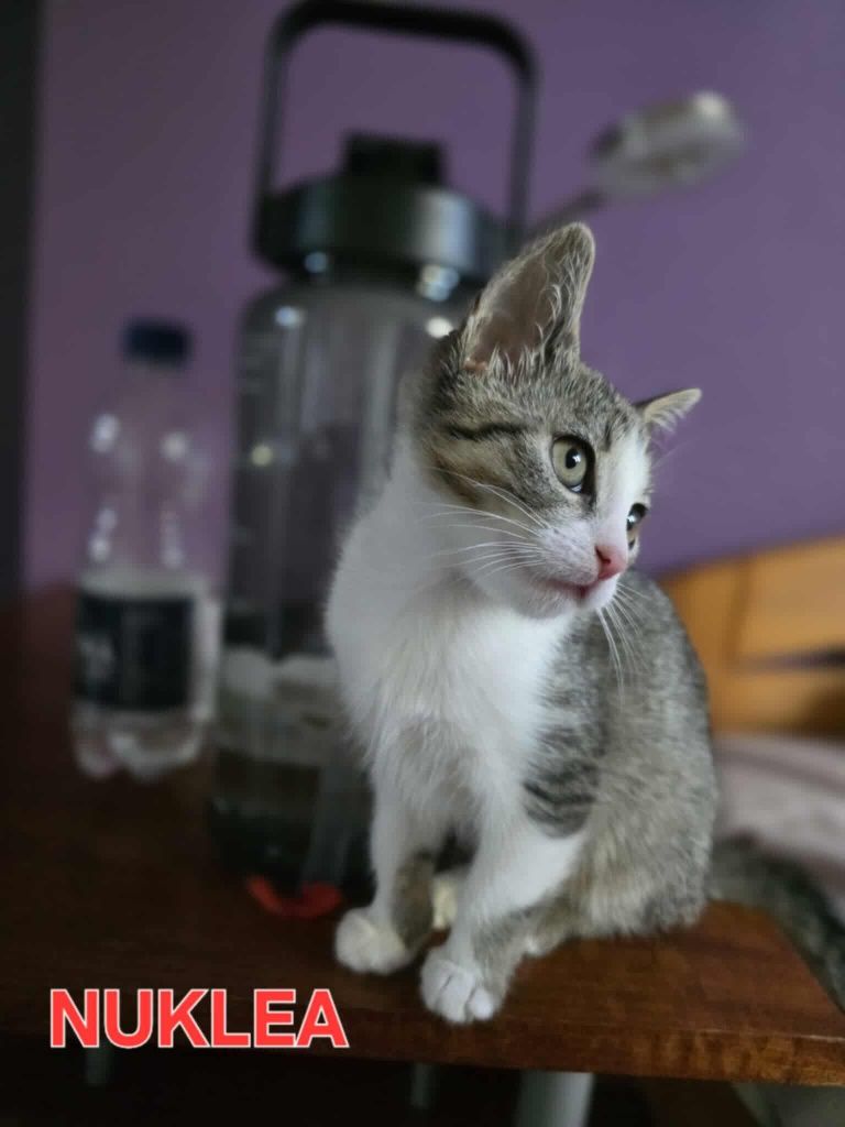 Szukamy domu dla NUKLEI