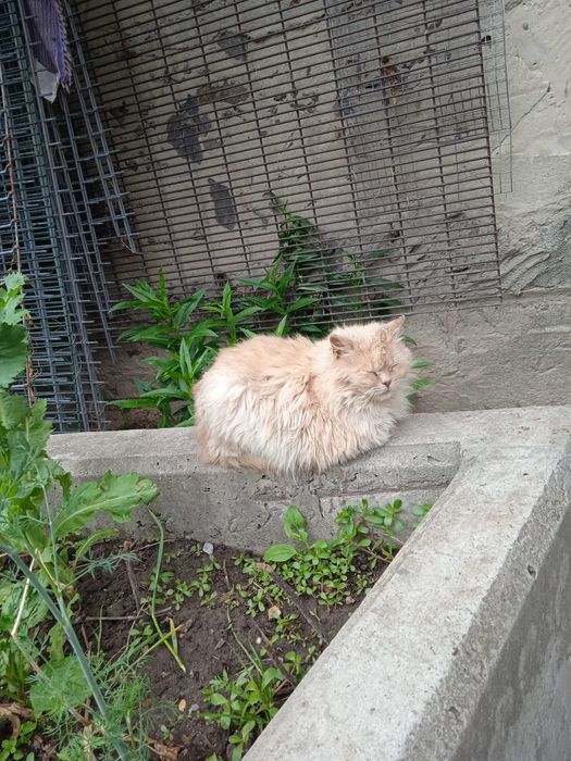 ВІддам.  Котенят