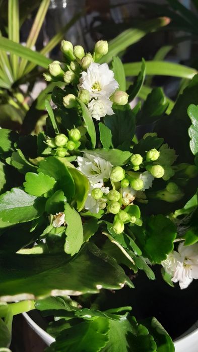 Piękne kalanchoe