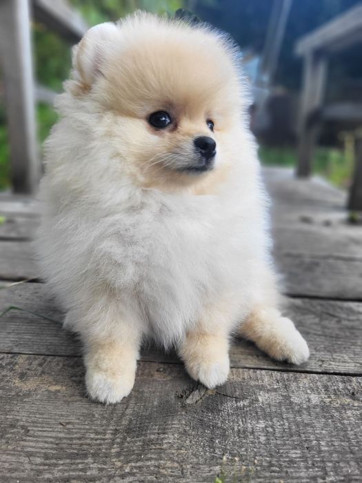 Цуценята Померанського Шпіца!