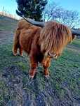 Szkot highland byk buhaj