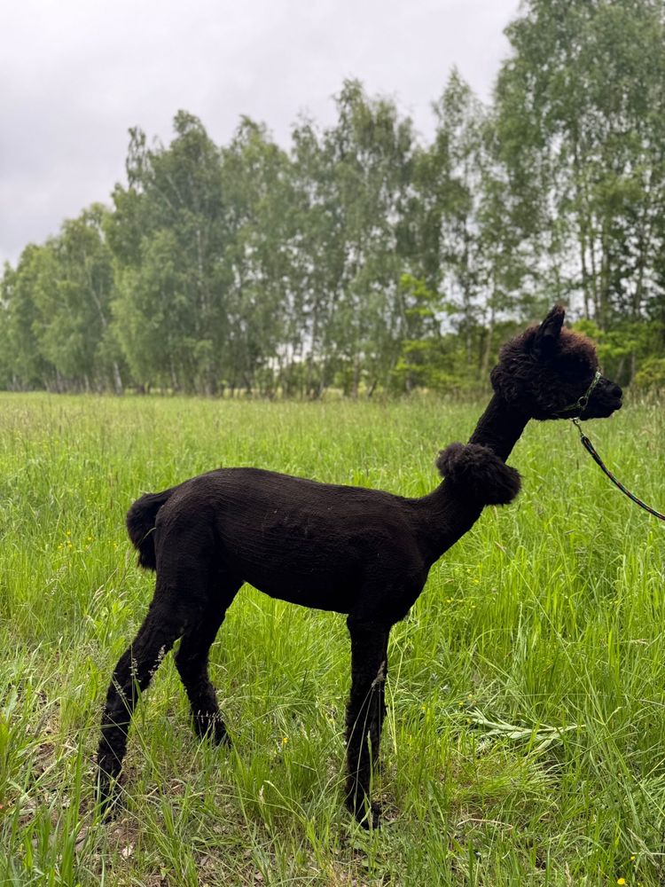 Alpaca alpaka samiec huacaya