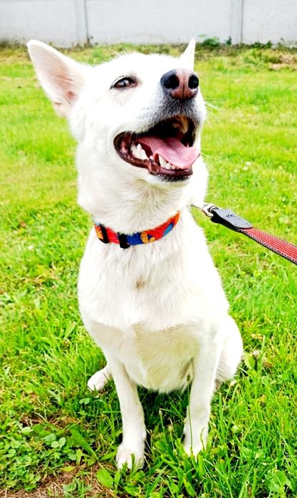 Młoda sunia do adopcji