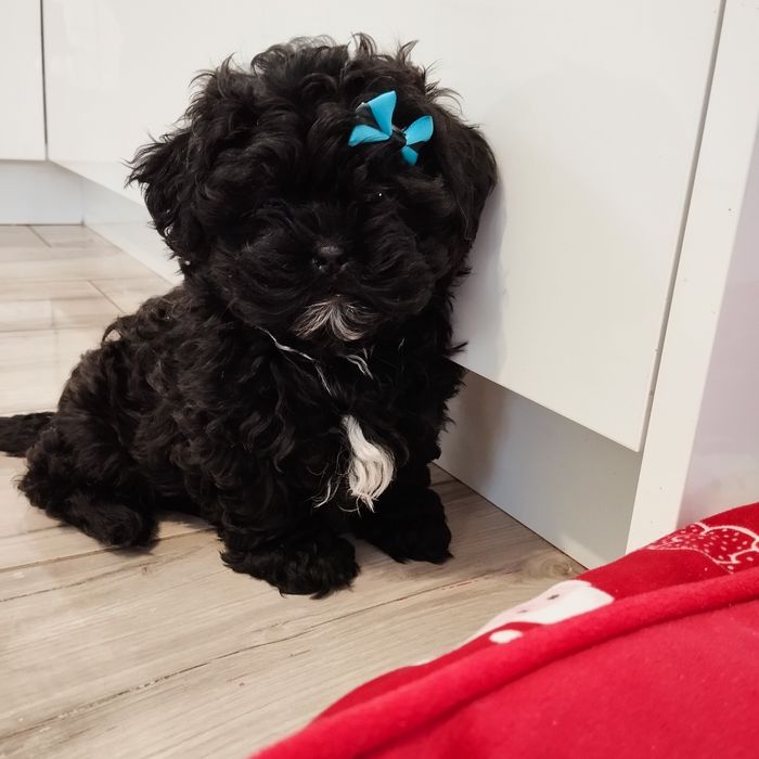 Maltipoo samczyk F1 z Rodowodem