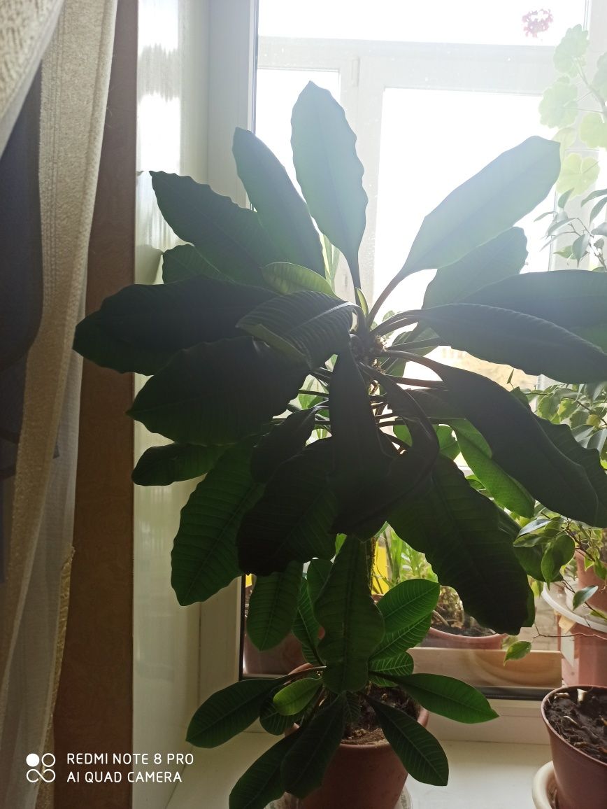 Молочай эуфорбия пальма
