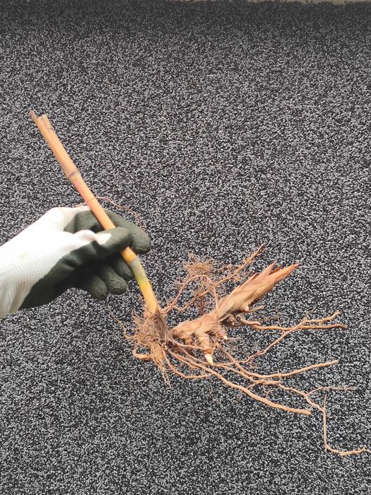 Miskant Olbrzymi sadzonki 5 szt.