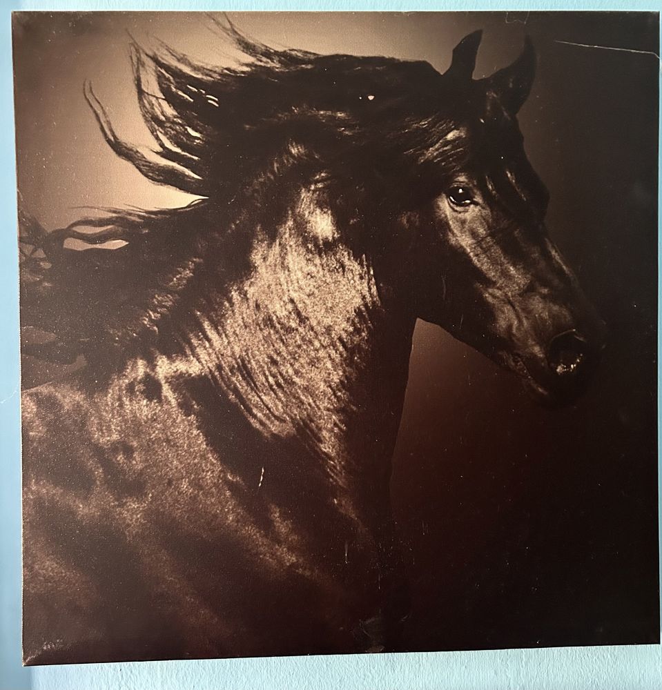 Obraz na płótnie konie
