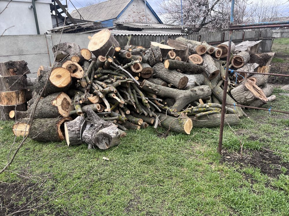 Колоди , стовбур дерева