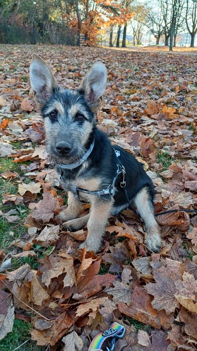 Szczeniak: Śliczny terierkowy Witko szuka domu na zawsze!