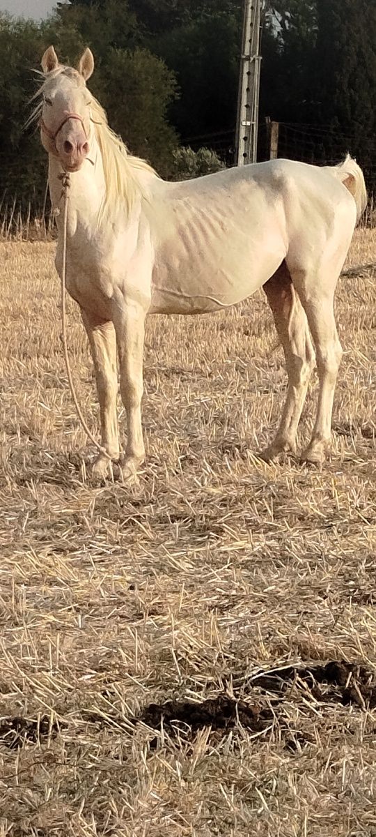 Cavalo Isabel lusitano puro