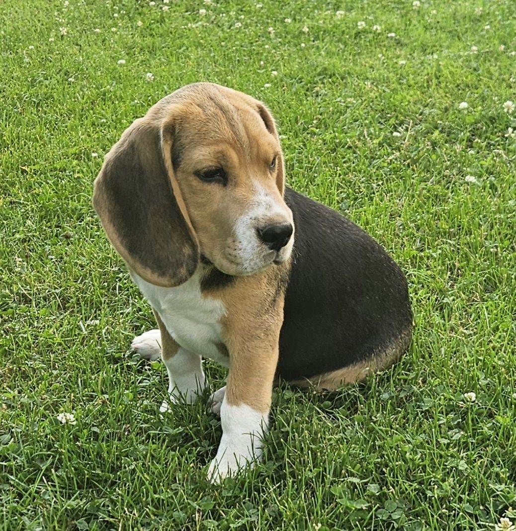 Beagle pies ZKwP FCI