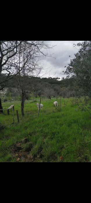 Vende-se terreno rústico Areias-Ferreira do Zêzere