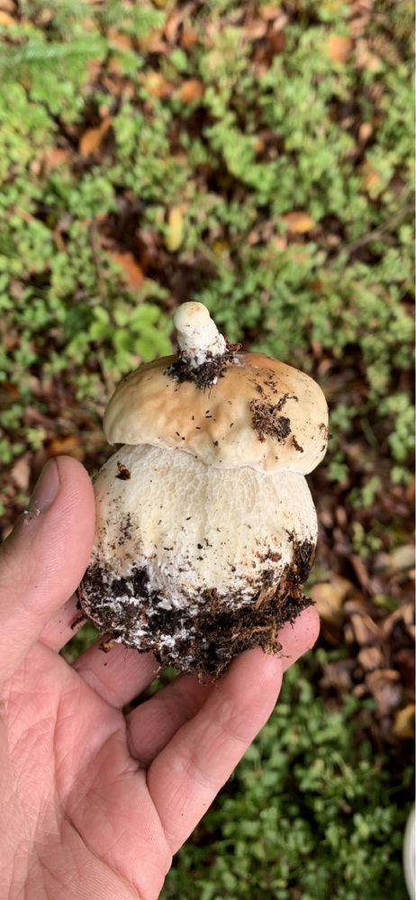 Продам білі мариновані гриби
