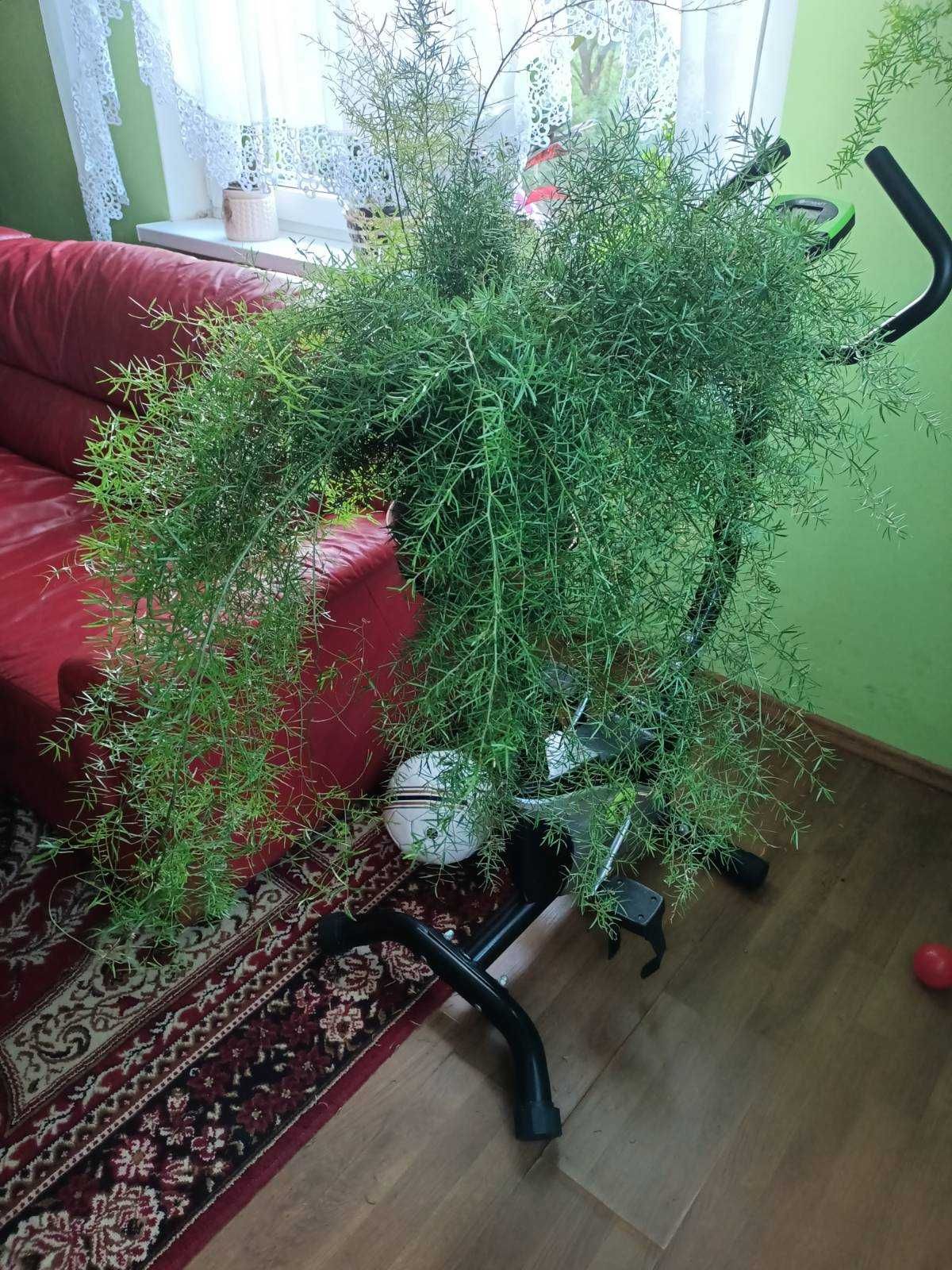 Sprzedam Aparagus