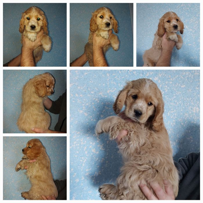 Класний потужний хлопчик спаніель