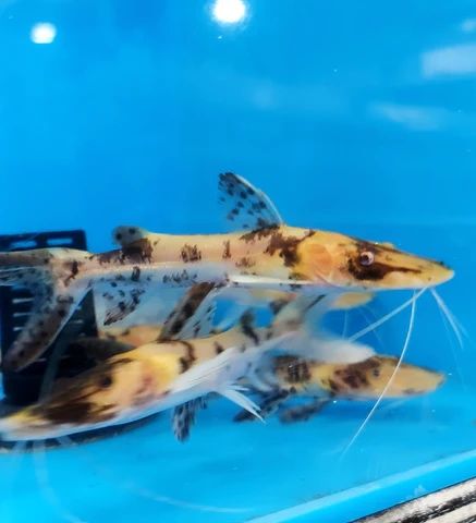 Golden Marble Tiger Shovelnose Catfish (Pseudoplatystoma fasciatum)