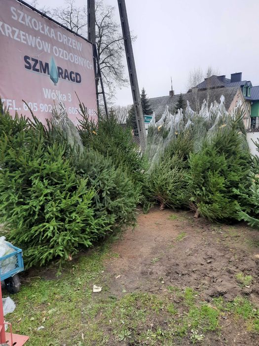 Choinki jodła kaukaska świerk srebrny pospolity cięta w donicy od 30zł
