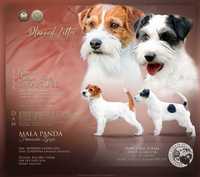 Jack Russell Terrier FCI suczka