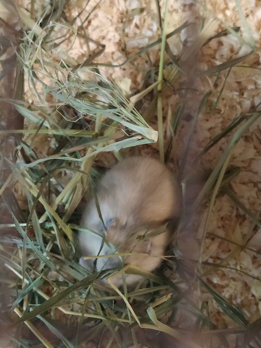 Джунгарские хомячки