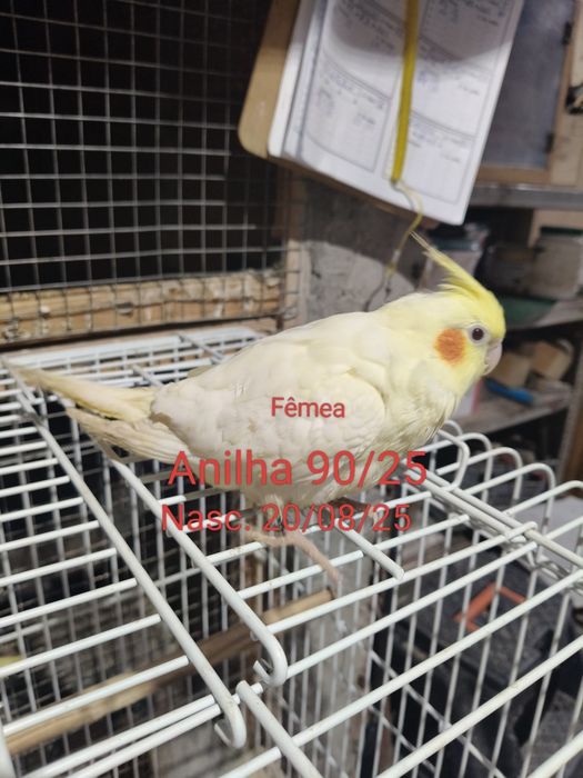 Caturras criadas a mão