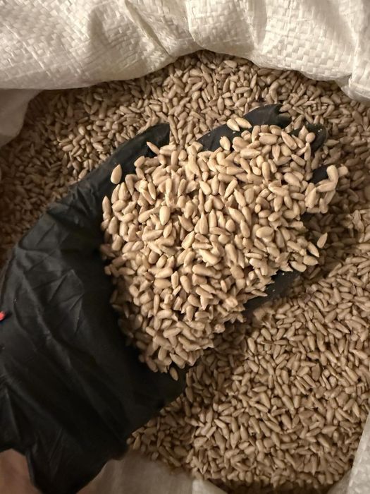 Гарбузова семічка.Голосимянка.Семіка подсолнуха.Шиповнік