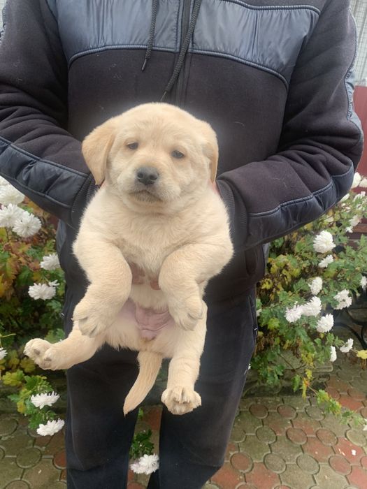 Продам цуценят Лабрадорів