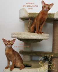 Абіссінскі малюки/Abyssinian kittens