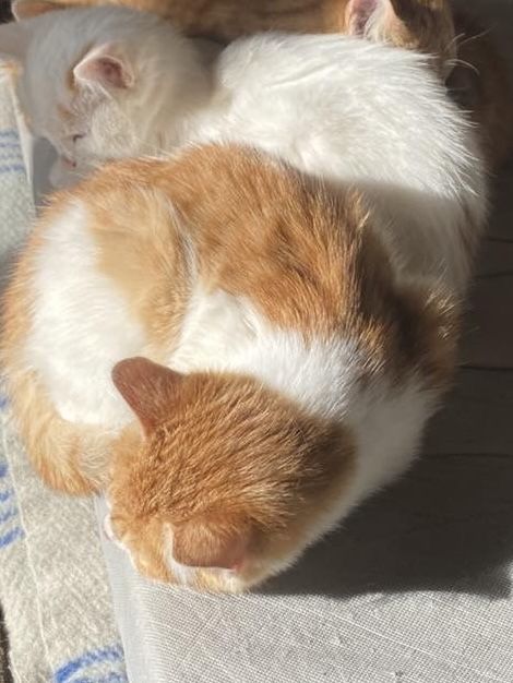 Котенок бесплатно