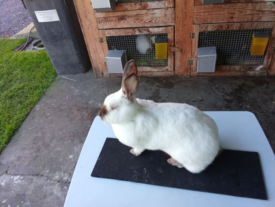 Króliki kalifornijskie