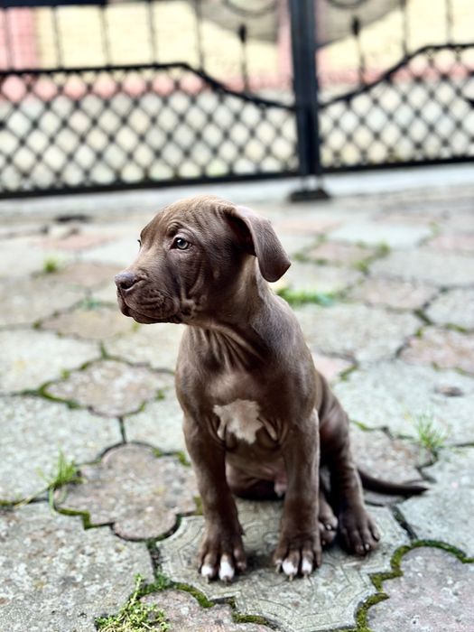 Продаються породисті цуцики породи пітбуль