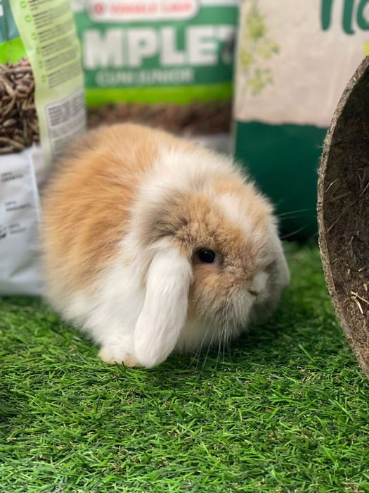 Coelhos anões - KIT DISPONIVEL LOJA