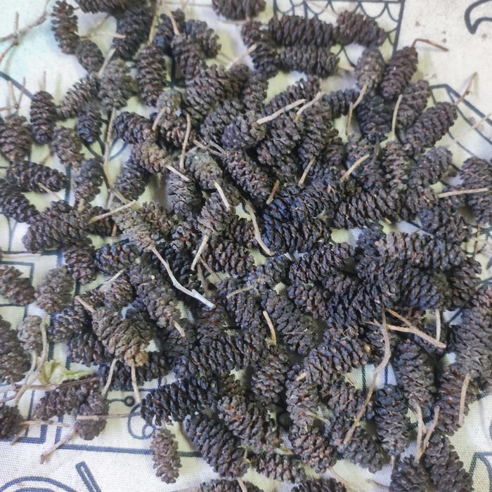 Neocaridinas/Caridinas