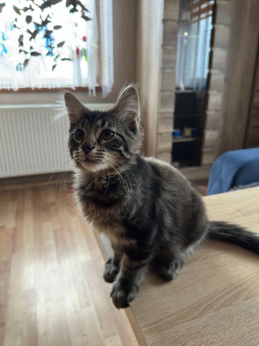 Kotek Norweski Leśny