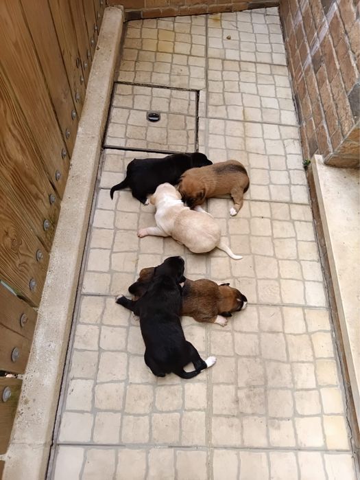 Adocao de caes bebes