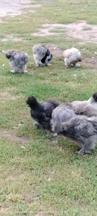 Sprzedam koguty silki