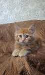 Рыжий котёнок Мейн-кун,питомник