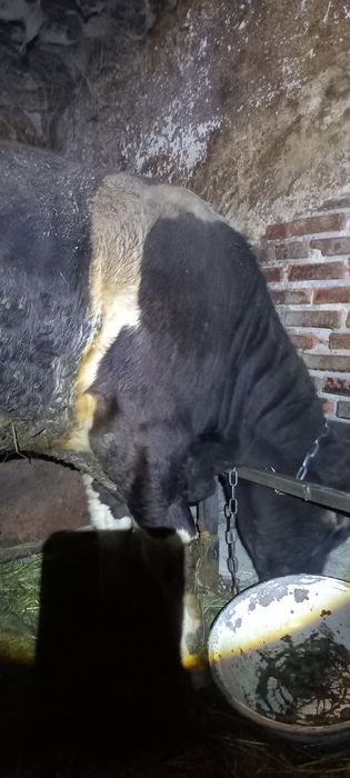 Продам бика живою вагою