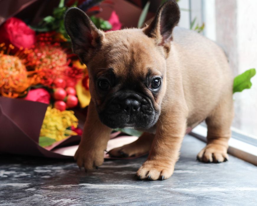 Девочка окраса RED с превосходным экстерьером