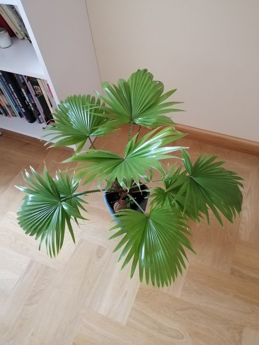 Palma roślina doniczkowa 4 lata