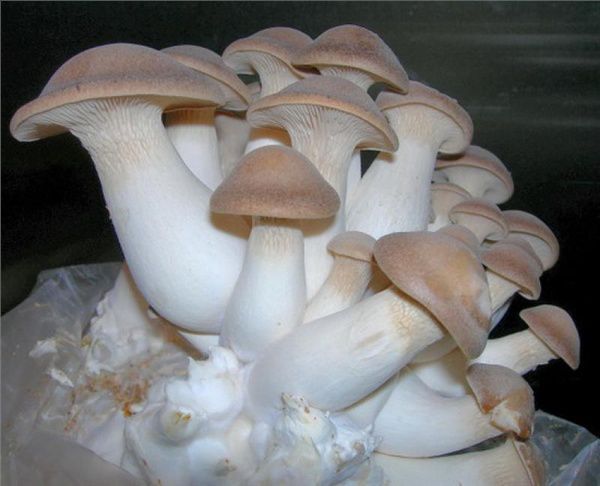 Мицелий вешенки королевской (эринги) - белый степной гриб! Высылаю