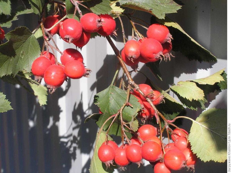 Саженцы Боярышника Американского