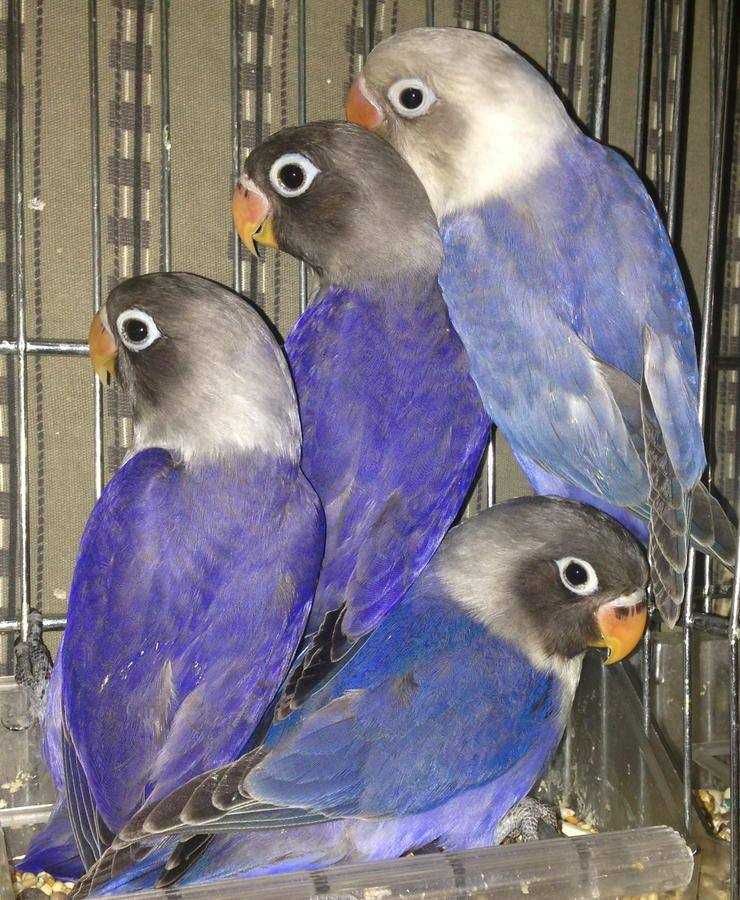 Продам две пары фиолетовых попугаев неразлучников