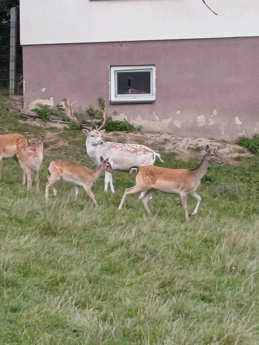 Daniele łania,byczek