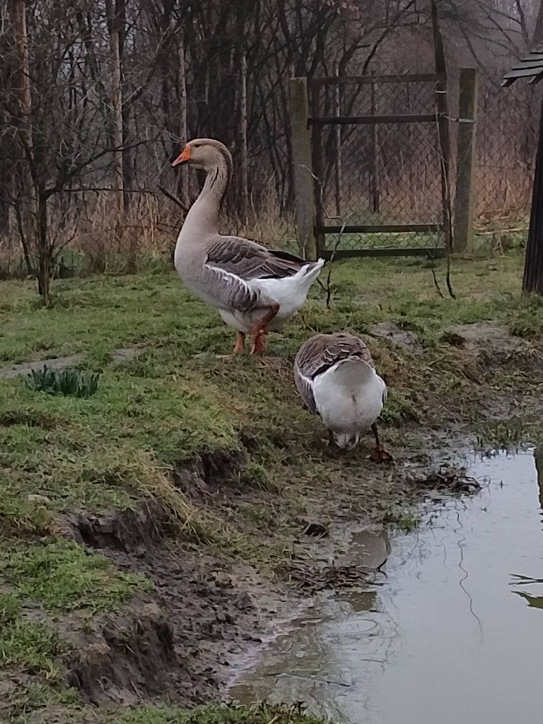 Gąsior piękny dorodny