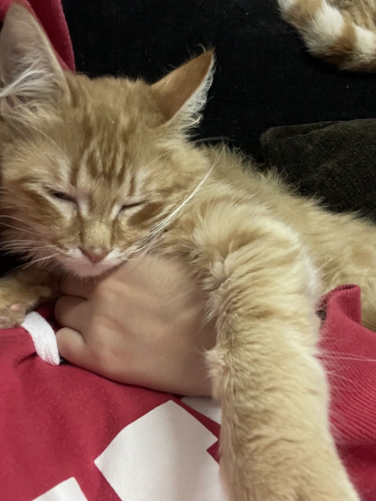 Gatinho laranja 2 anos
