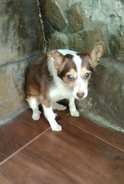 Отдам даром в добрые руки собачку метис маленькой породы