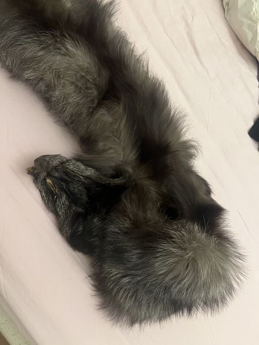 Продам шкурку чернобурки