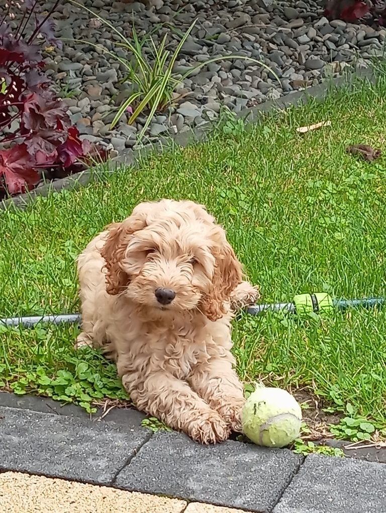 Cockapoo szczeniak